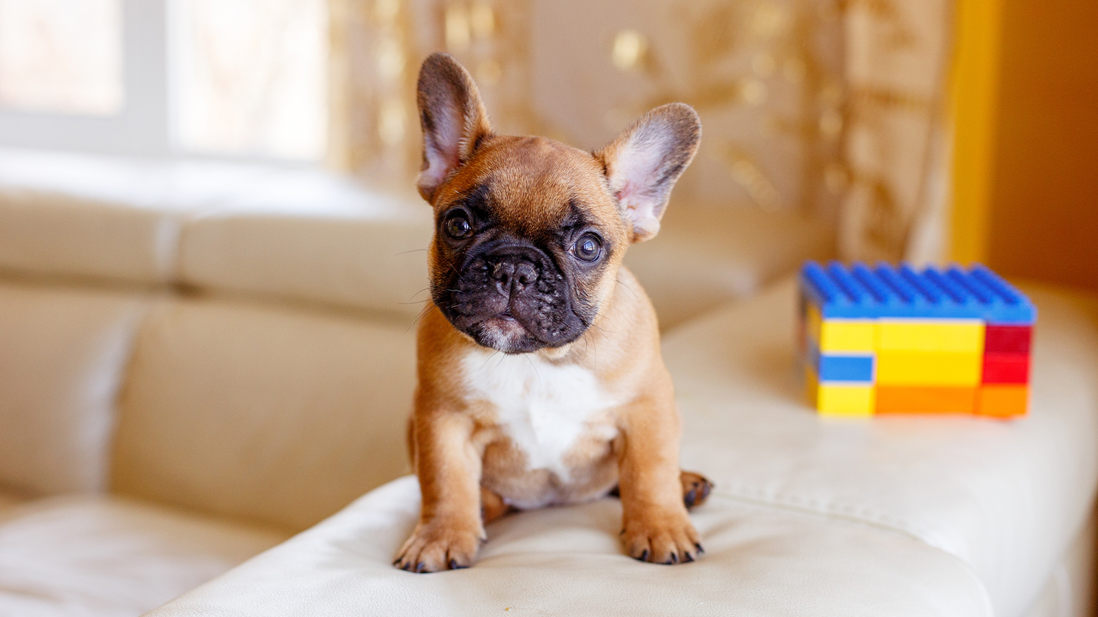 フレンチブルドッグの雑学・トリビア