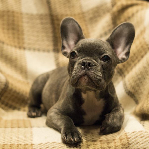 いよいよお迎え!当日の理想的な流れ