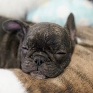 ダブルコート（二重毛）