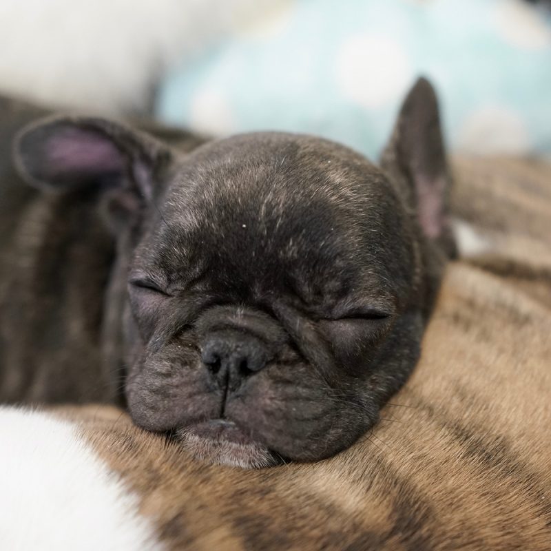 ダブルコート（二重毛）