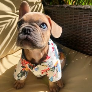 フレンチブルドッグの服専門店