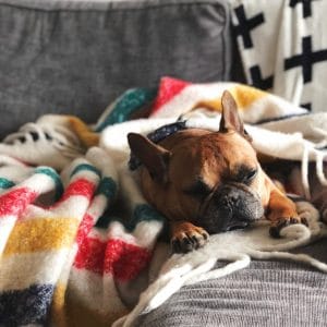 フレンチブルドッグの防寒対策