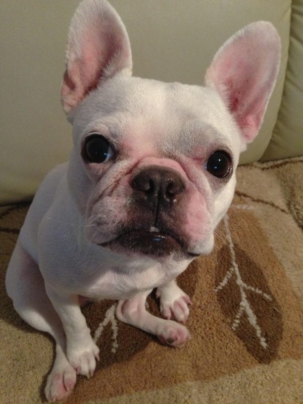 スクーティング　すずちゃん