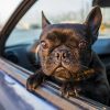 フレンチブルドックのドライブ好きにするステップ