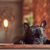 フレンチブルドッグをお留守番させるときは？