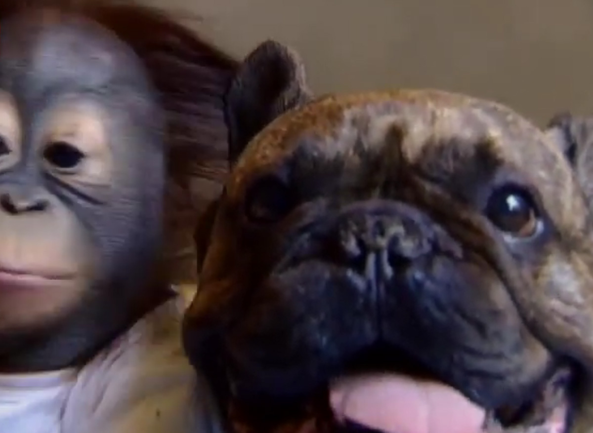 赤ちゃんオランウータンの「里親」になったフレンチブルドッグ - 動物園の実話