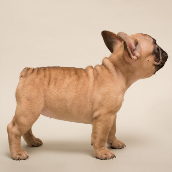 フレンチブルドッグの尻尾は「切っている」のではない