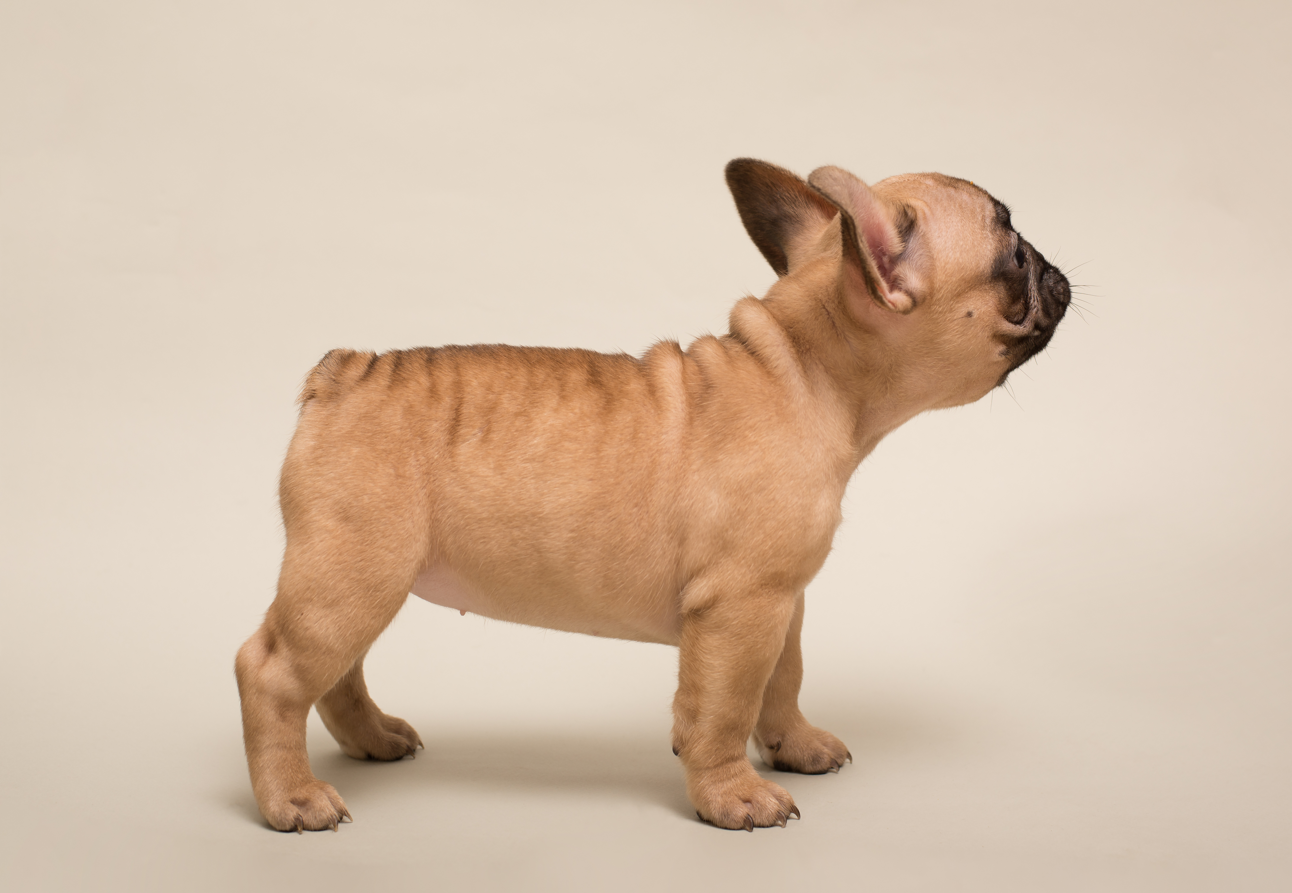 フレンチブルドッグの尻尾は「切っている」のではない