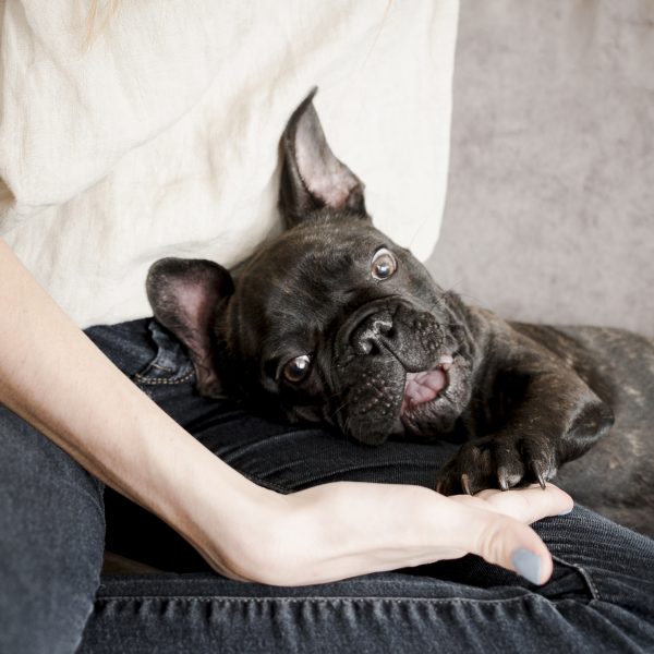フレンチブルドッグの分離不安はどう対処する？