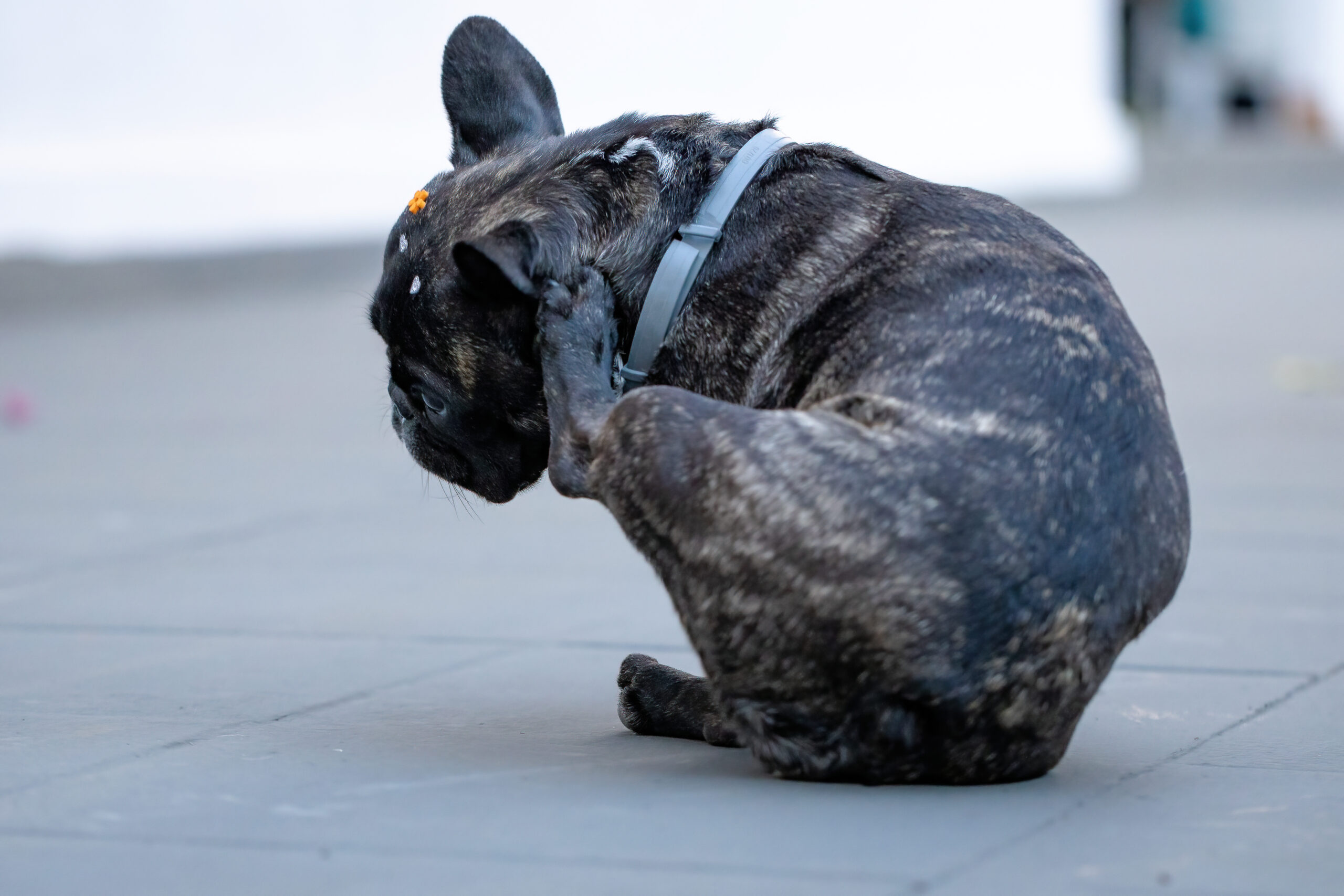 耳をかいた後の足を「絶対嗅ぐ」