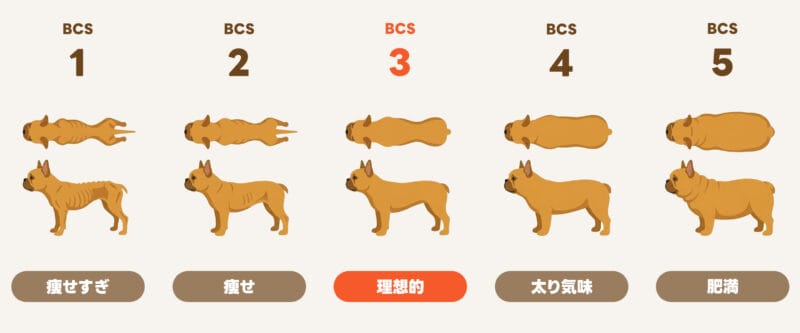 BCS(ボディコンディションスコア)5段階比較画像