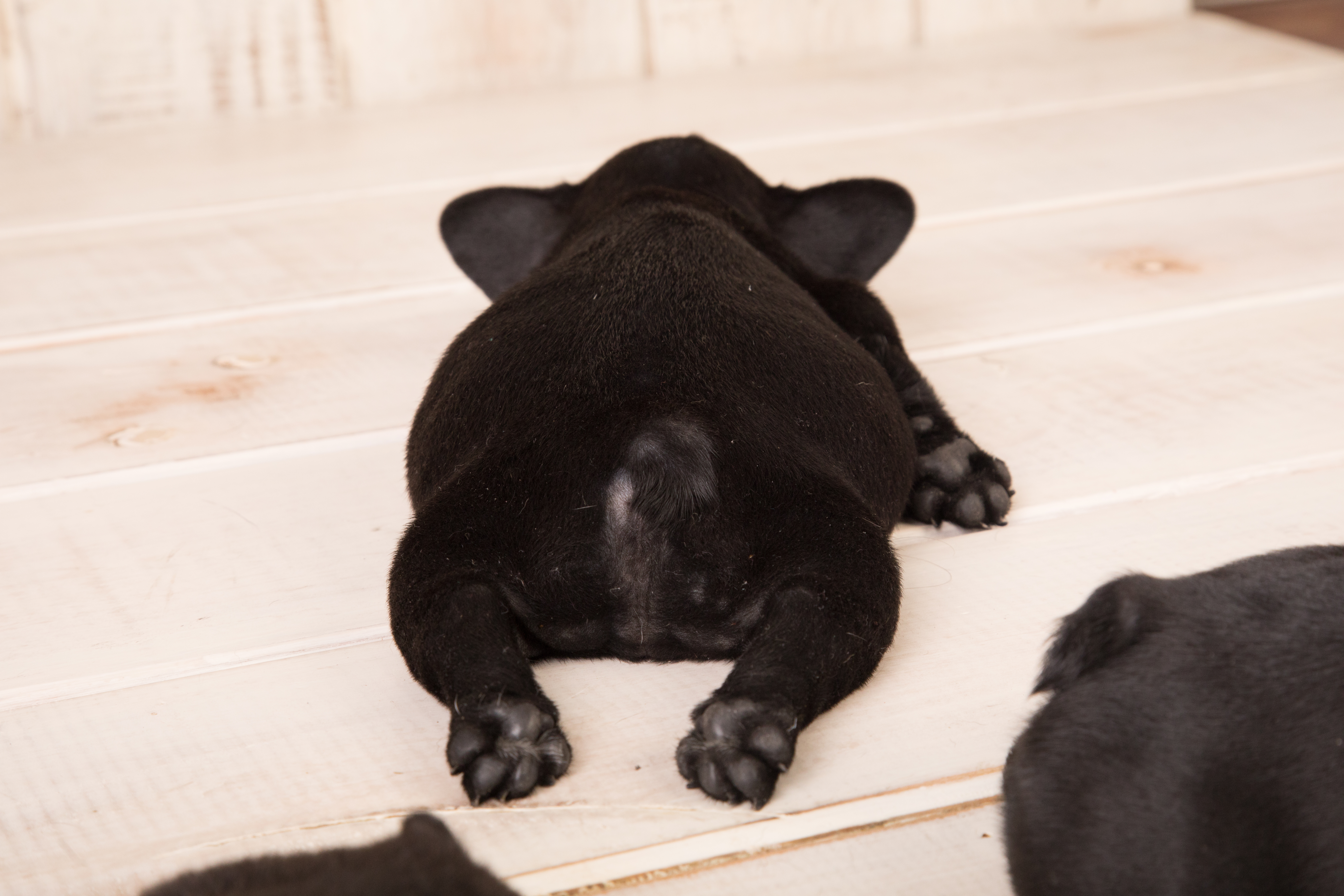 尻尾の「付け根の臭い」の正体