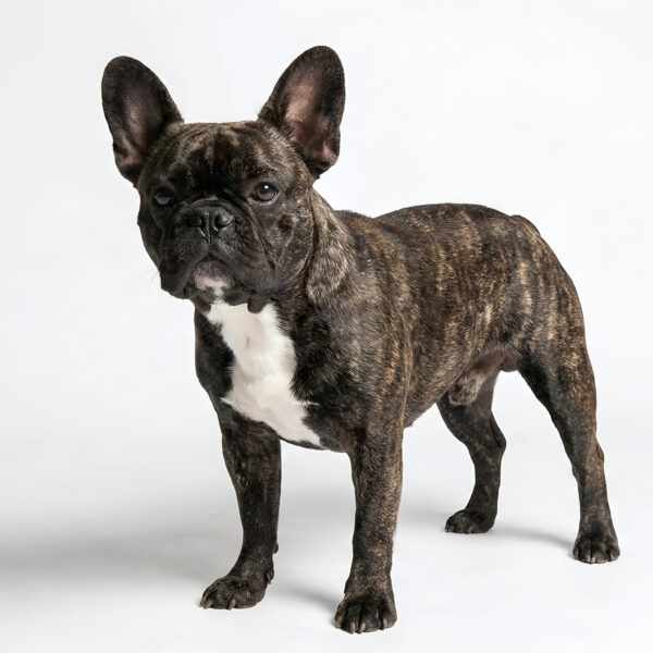 ブリンドルは「最も歴史が古い」毛色