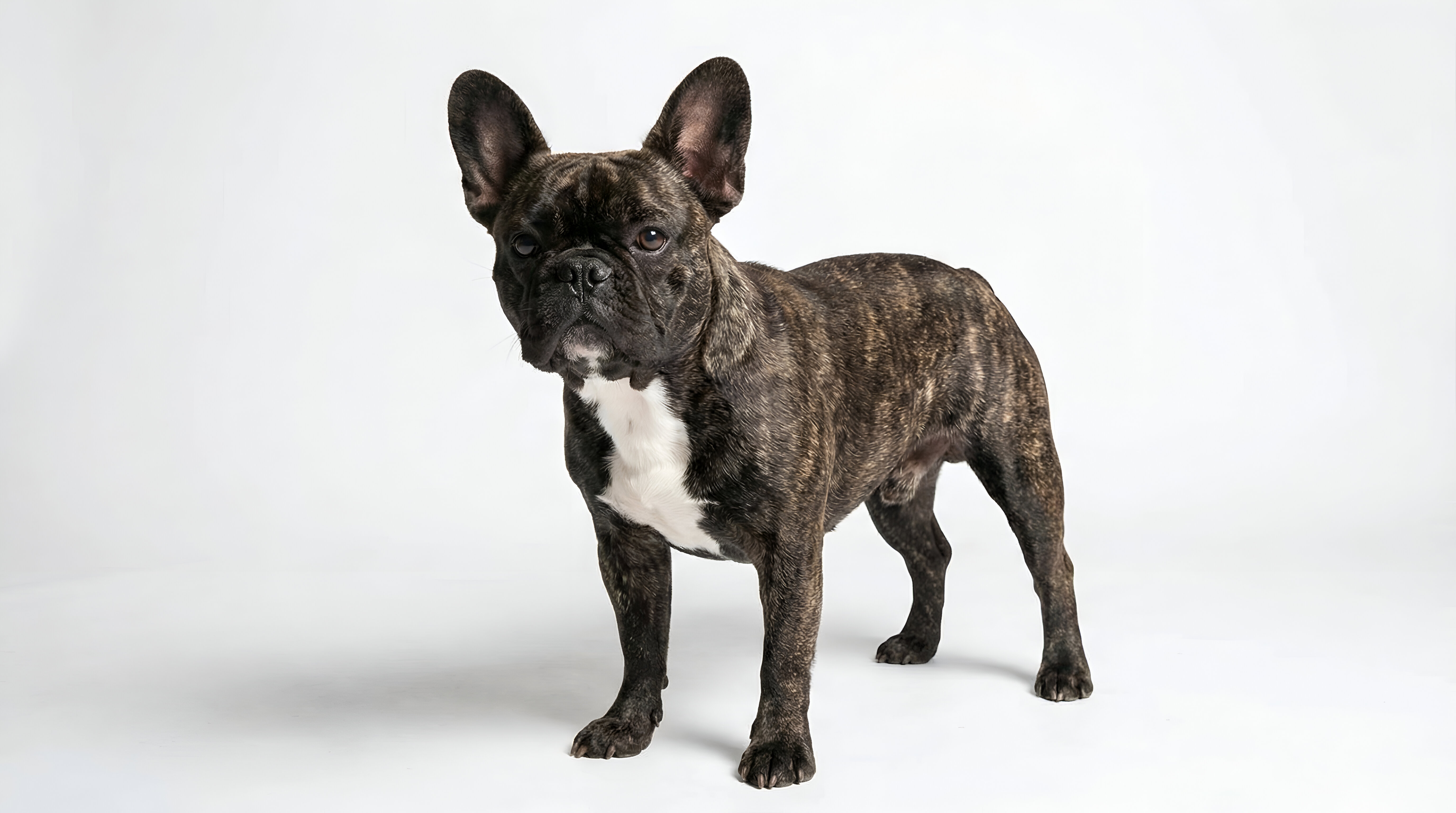 ブリンドルは「最も歴史が古い」毛色