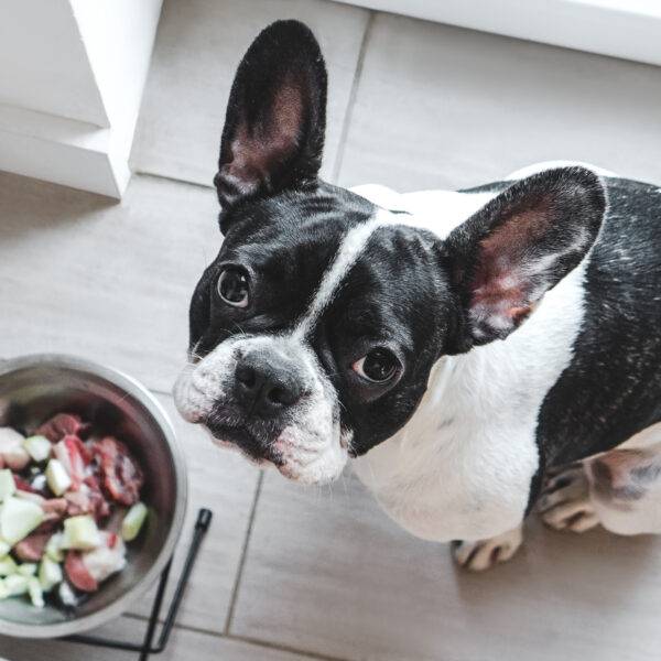 フレンチブルドッグの食事の適量ってどのくらいなの?