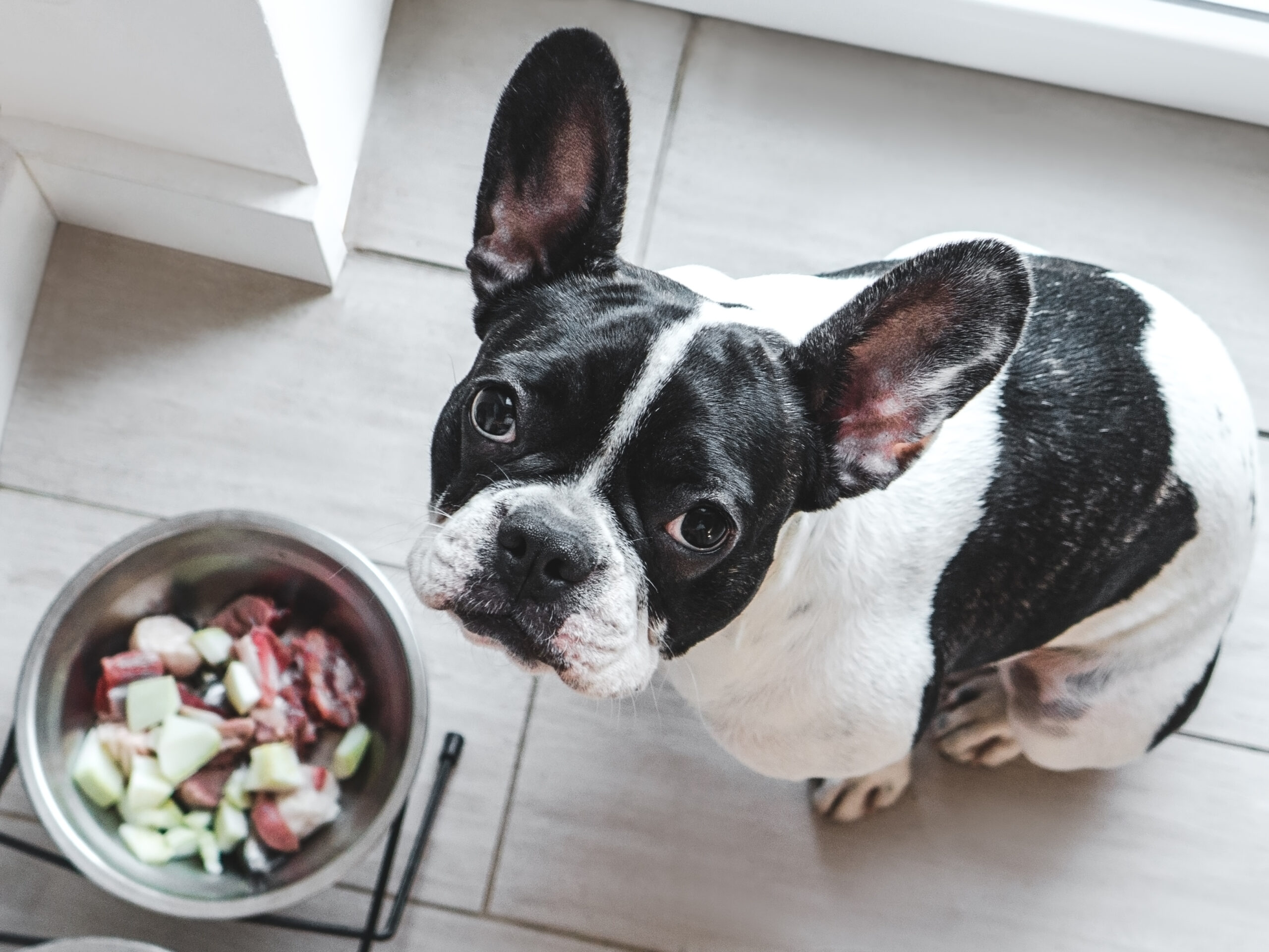 フレンチブルドッグの食事の適量ってどのくらいなの?