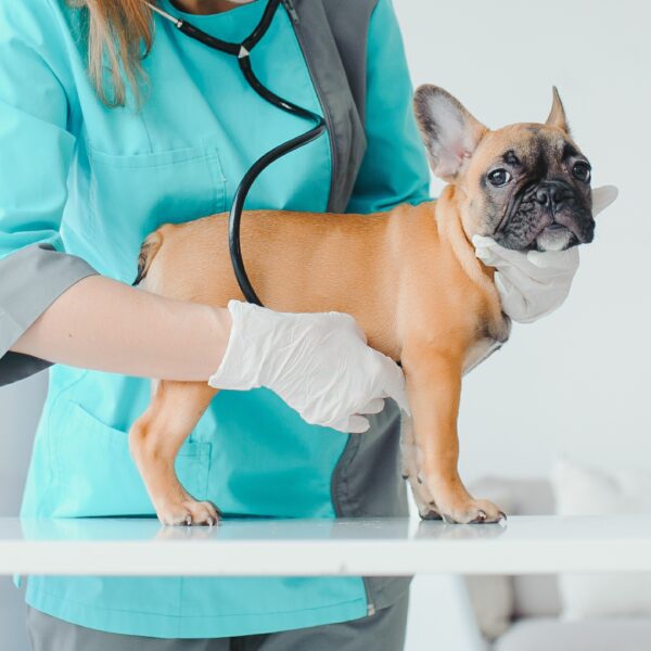 フレンチブルドッグの去勢・避妊手術｜ベストな時期・費用・メリットデメリットを解説