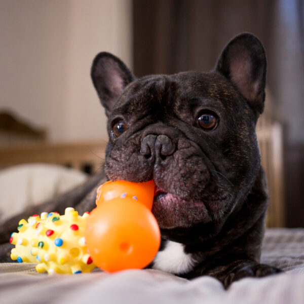 犬が運動不足のサインは？