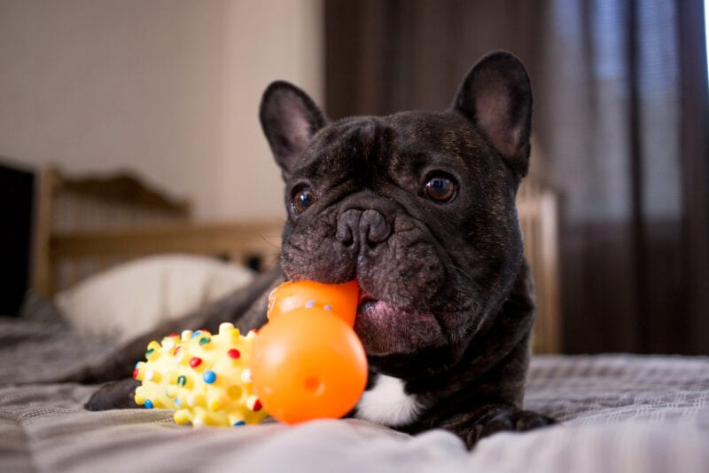 犬が運動不足のサインは？