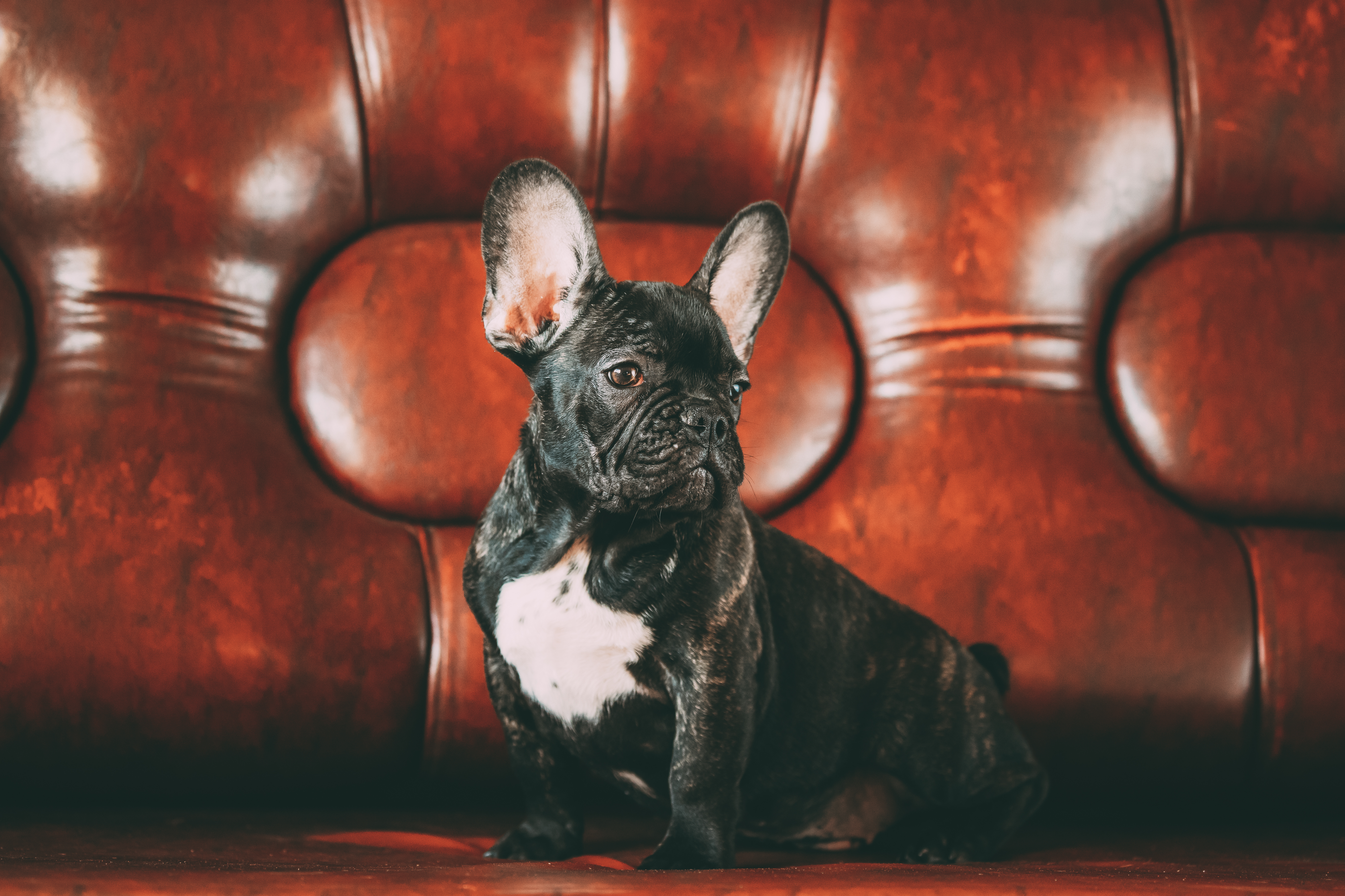 ロシア最後の皇帝一家が飼っていたフレンチブルドッグ「オルティポ」の物語