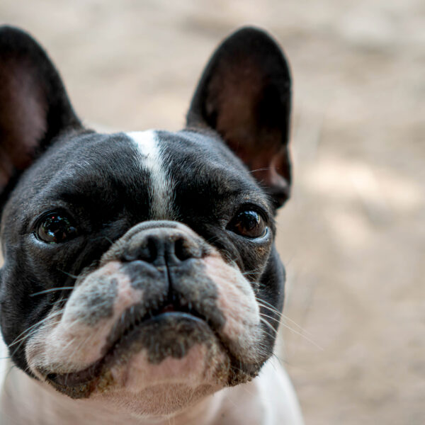 フレンチブルドッグの耳が臭い原因は?