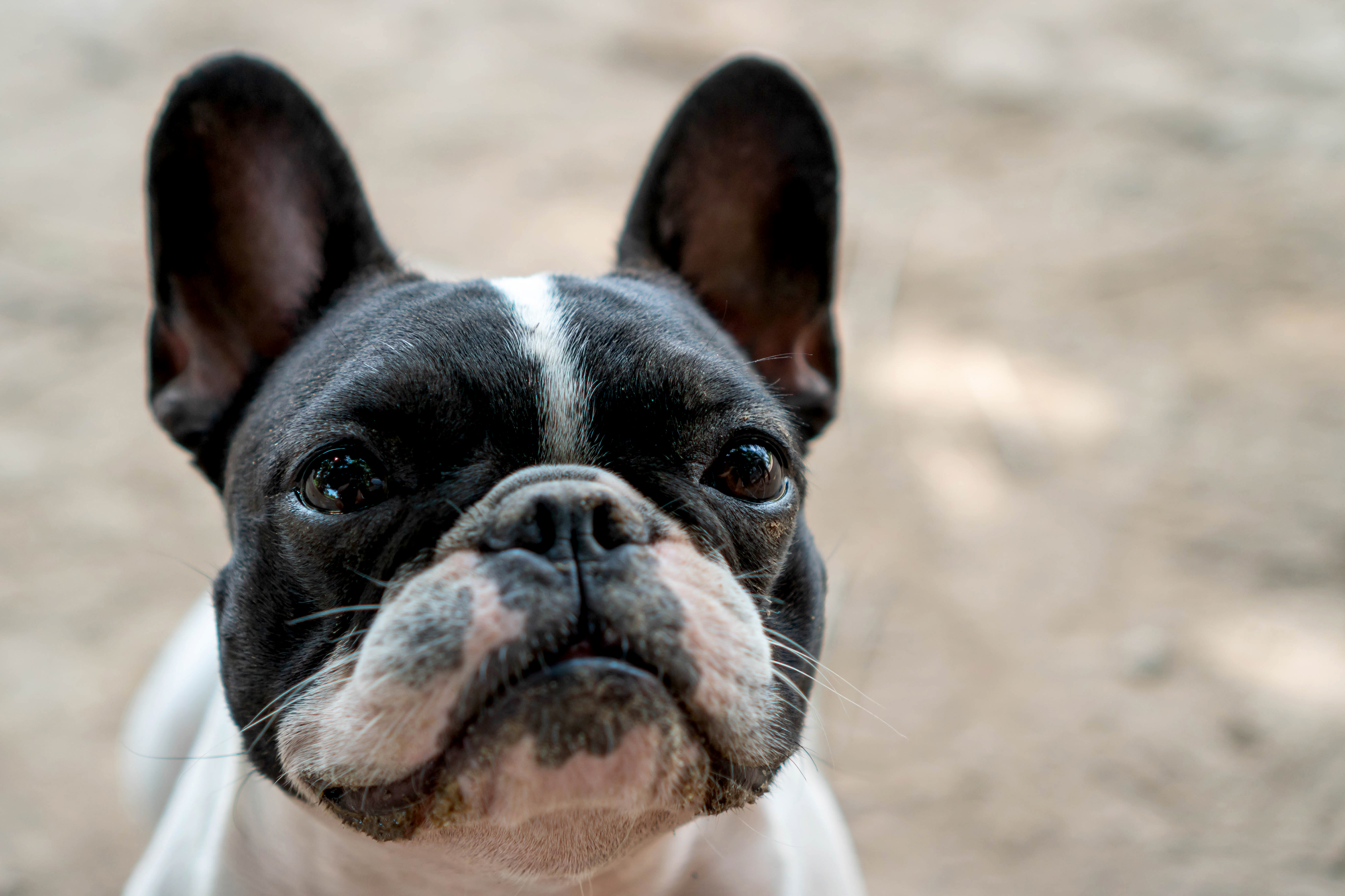 フレンチブルドッグの耳が臭い原因は？