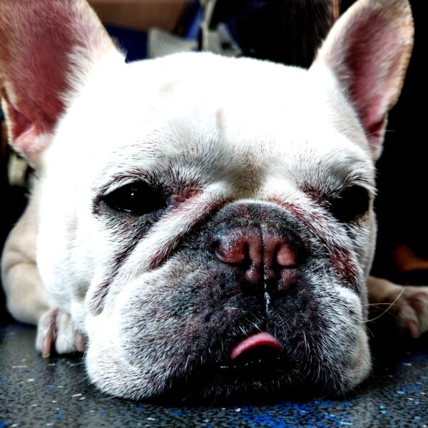 アレルギーの犬が急増している理由は…