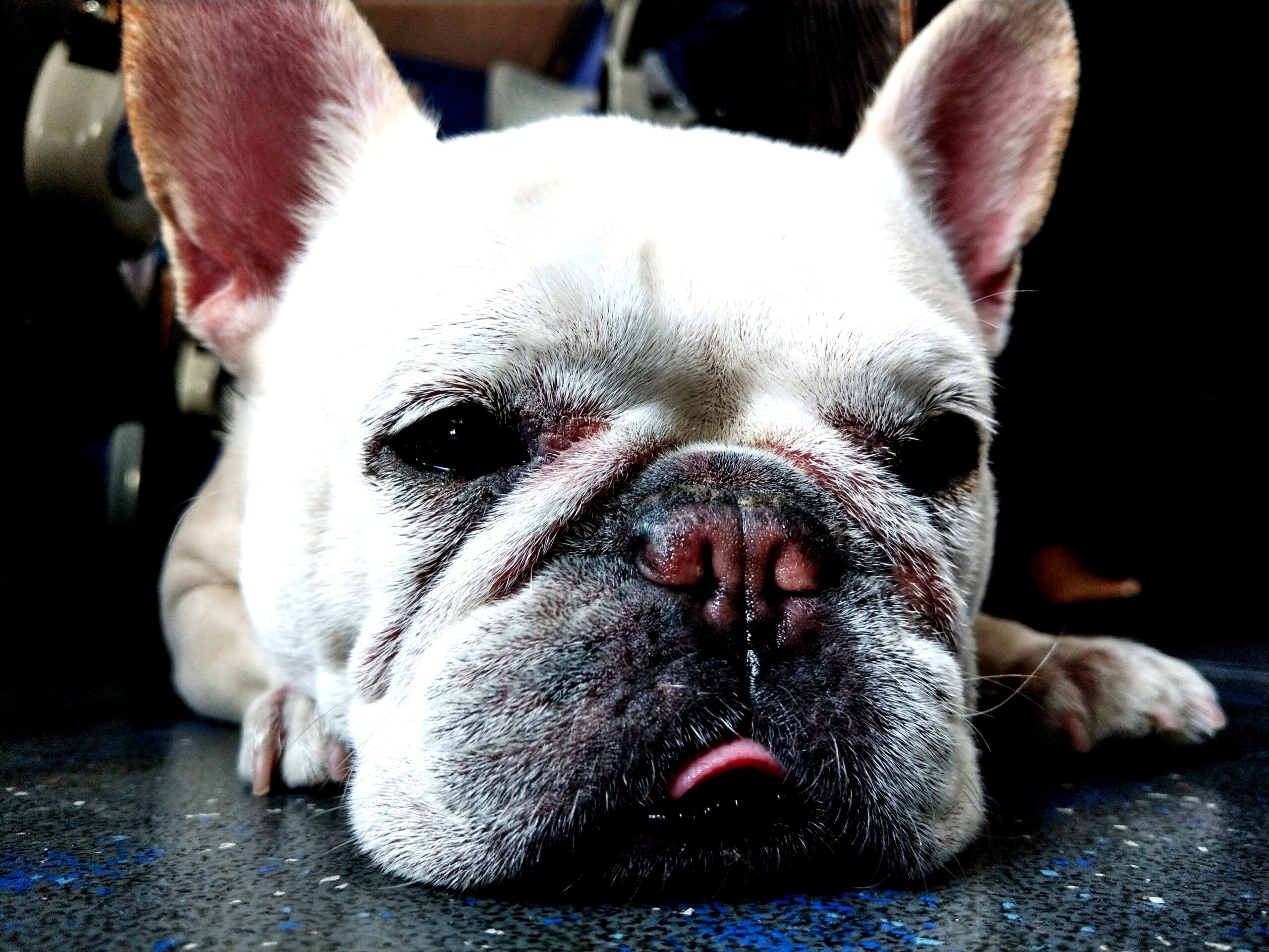 アレルギーの犬が急増している理由は…