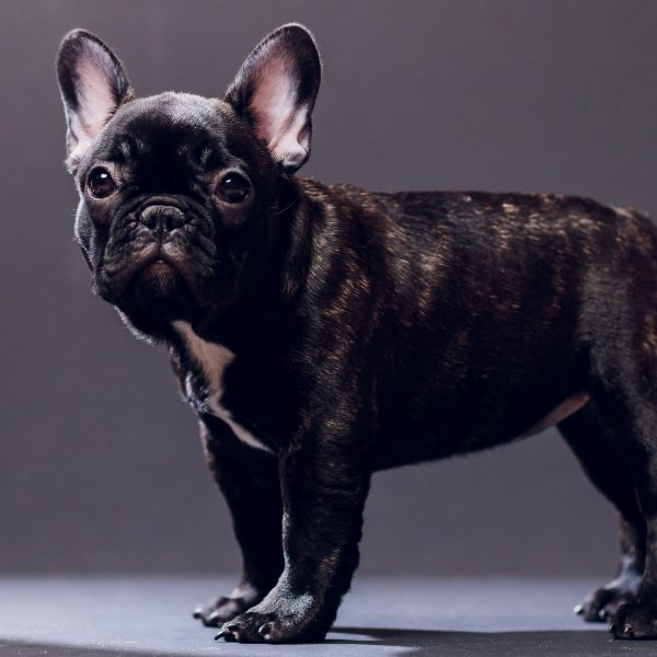 立ち耳(バットイヤー)は米国が決めた