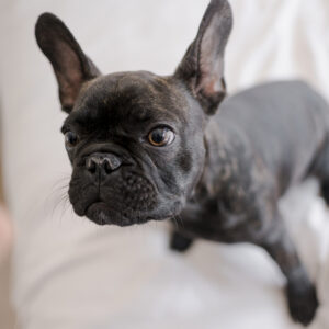 フレンチブルドッグのしつけ完全ガイド｜飼う前から成犬まで失敗しない育て方