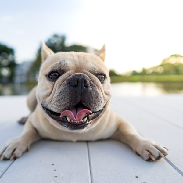去勢した犬は長生きする？
