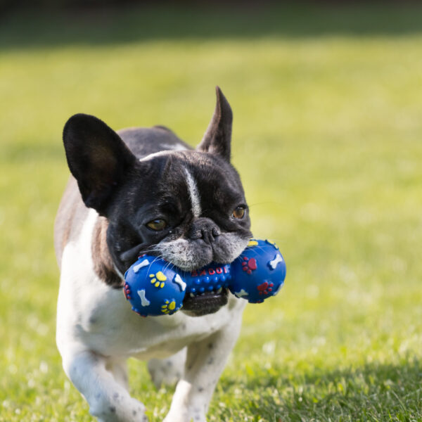 フレンチブルドッグはどのくらい遊ばせ たらいいですか？