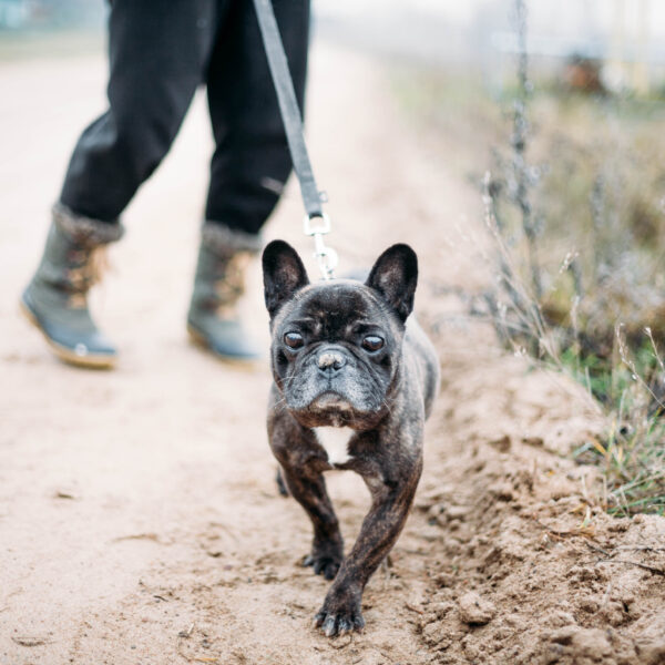 フレンチブルドッグは毎日散歩したほうがいいですか？