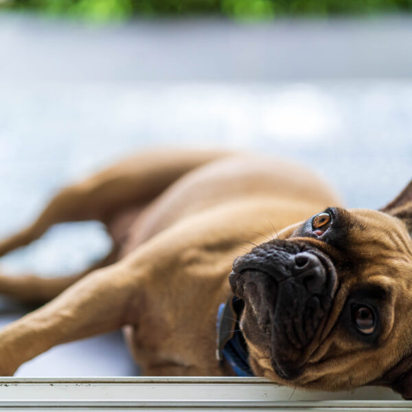 暑さよりも「湿度」に命の危険がある