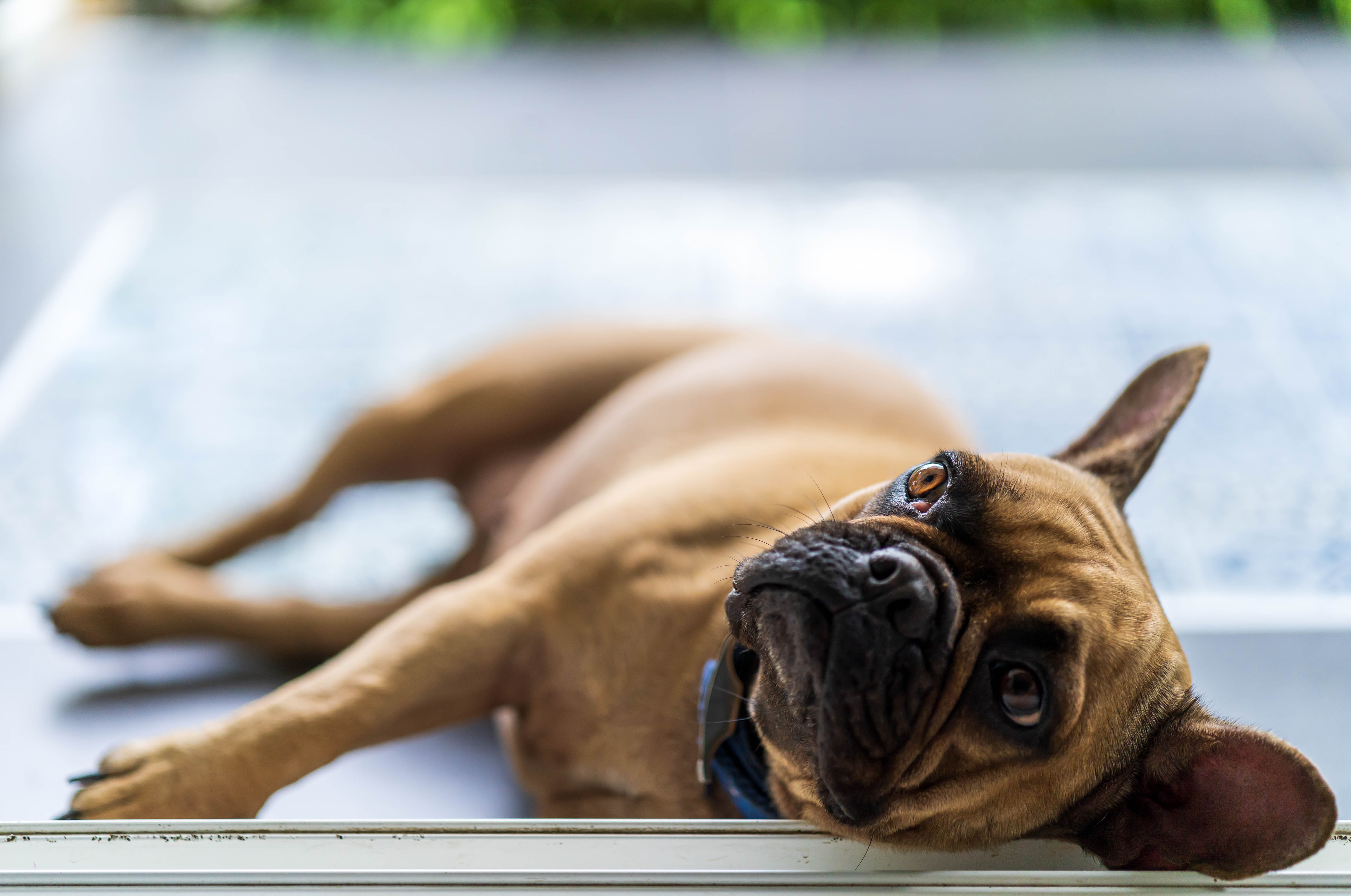 フレンチブルドッグの耳が臭い原因は?