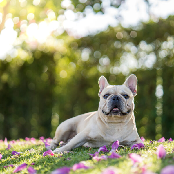 フレンチブルドッグはなぜ短命なのでしょうか？
