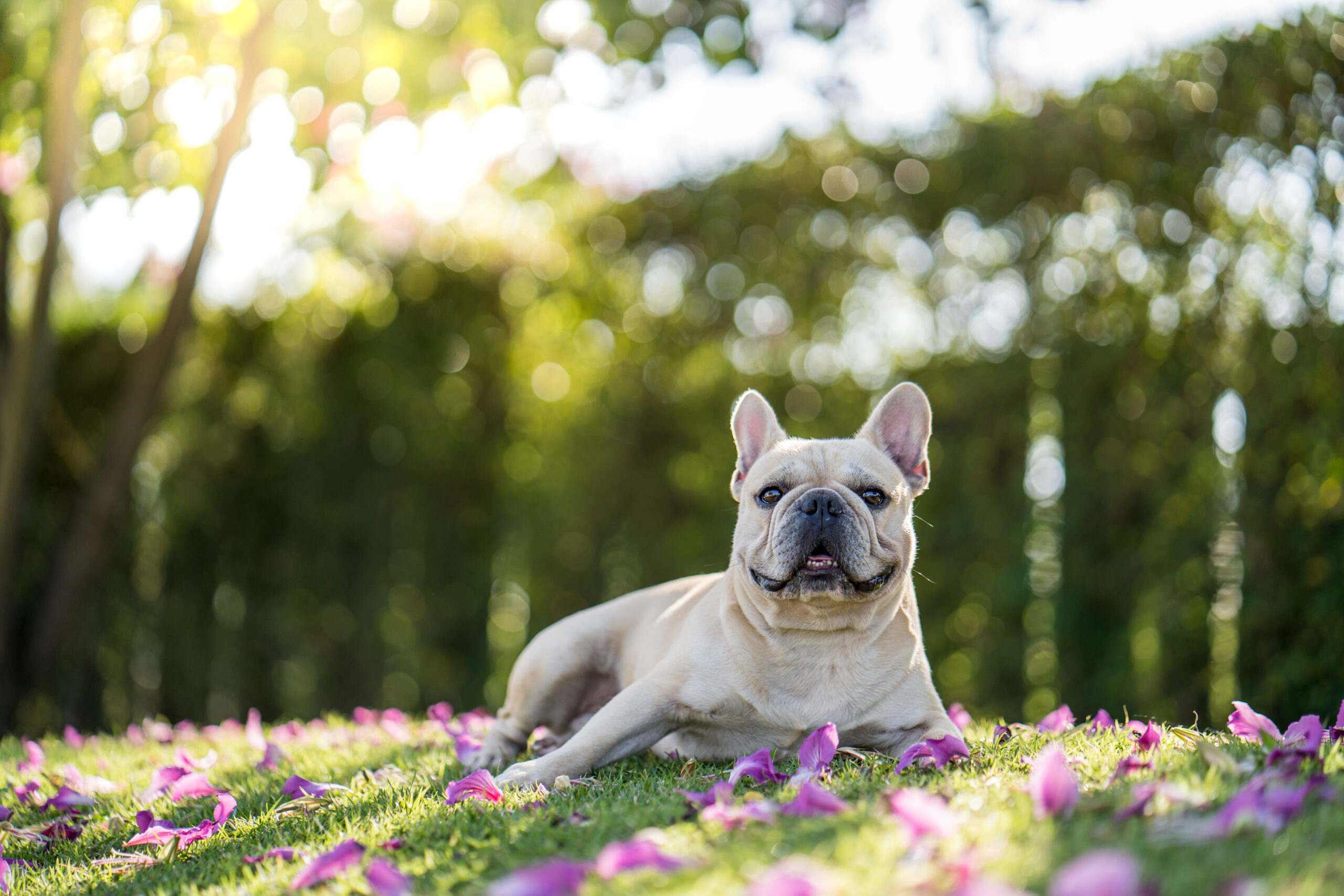 フレンチブルドッグが他の犬種と比べて短命と言われるのには、その独特で愛らしい身体的特徴が大きく関わっています。主な理由をいくつか挙げますね。 ### 1. 短頭種気道症候群(呼吸器の問題) フレンチブルドッグの最大の特徴である「つぶれた鼻」は、構造上、空気の通り道が狭くなっています。 * **軟口蓋過長症:** のどの奥の柔らかい部分が長すぎて、空気の流れを邪魔してしまうことがあります。 * **体温調節の難しさ:** 犬はパンティング(ハアハアすること)で体温を下げますが、鼻が短いと効率よく熱を逃がせず、熱中症のリスクが非常に高くなります。 ### 2. 心臓への負担 呼吸がしづらい状態が日常的に続くと、体内の酸素濃度を維持しようとして心臓が過剰に働かなければなりません。これが長期間続くことで、心疾患を引き起こす要因になることがあります。 ### 3. 特徴的な体型と骨格 がっしりした筋肉質の体と、大きな頭、細い腰というアンバランスな体型は、関節や背骨に負担をかけやすいです。 * **椎間板ヘルニア:** 背骨のトラブルが起きやすく、重症化すると生活の質に影響します。 ### 4. 遺伝的な要因 フレンチブルドッグは特定の容姿を維持するために交配されてきた歴史があり、遺伝的な多様性が少ない傾向にあります。そのため、特有の疾患(皮膚疾患、アレルギー、特定の腫瘍など)を引き継ぎやすいという側面があります。 --- 最近では、飼い主さんの知識向上や獣医療の進歩により、10歳〜12歳、あるいはそれ以上元気に過ごすフレブルちゃんも増えています。 **「室温管理を徹底する」「太らせない」「定期的な健康診断」**の3つを意識するだけでも、リスクを大きく減らすことができます。特にこれからの季節、温度変化には気をつけたいですね。 もしよろしければ、愛犬の健康維持のために具体的に気をつけるべきポイントや、おすすめのケア方法について詳しくお調べしましょうか?