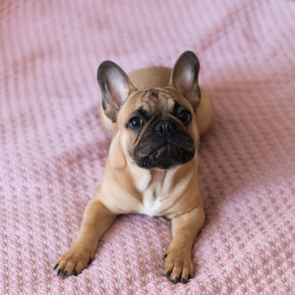 フレンチブルドッグのおならが臭いのはなぜ？