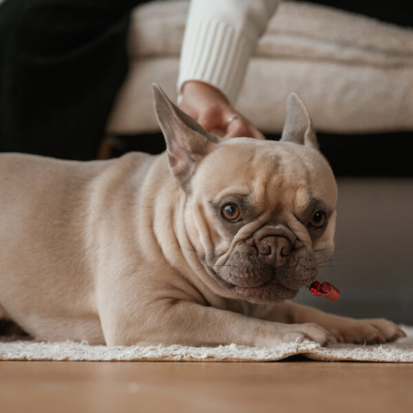 フレンチブルドッグの年間費用はいくら?内訳とリアルな飼育コスト