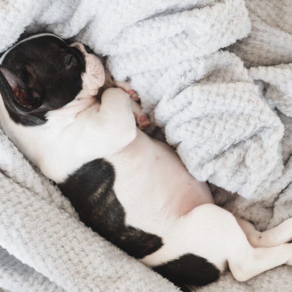 1日の半分以上（12〜14時間）を寝る