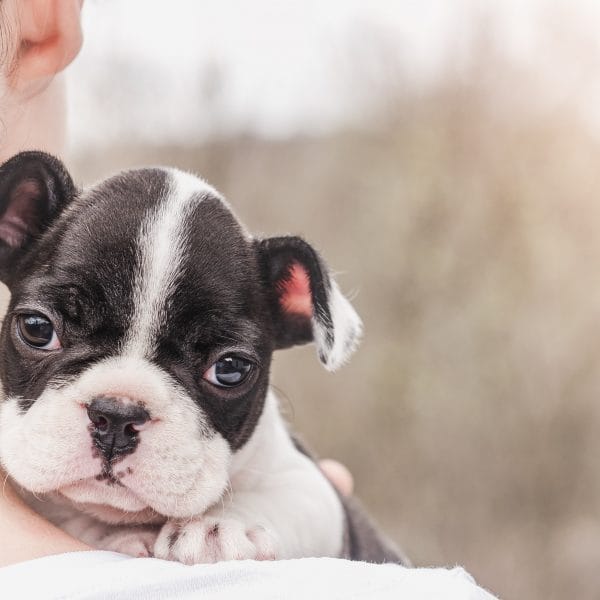 犬は家族で一番好きな人にだけ…