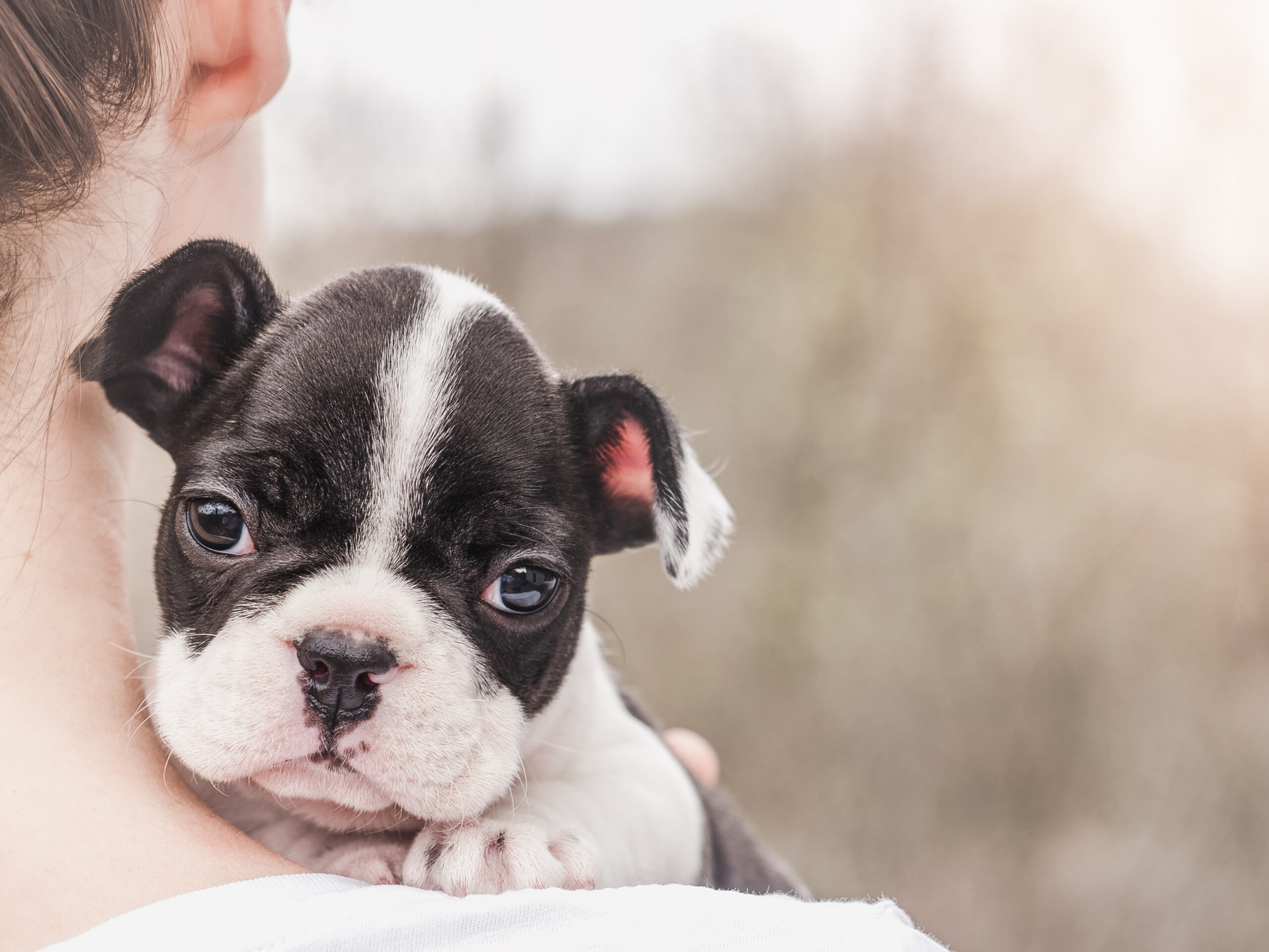 犬は家族で一番好きな人にだけ…