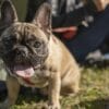犬が歩きすぎている時のサインは？
