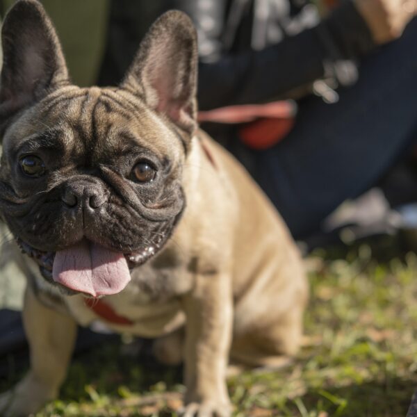 犬が歩きすぎている時のサインは？