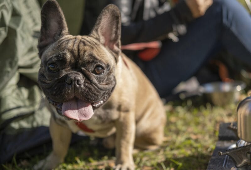 犬が歩きすぎている時のサインは？