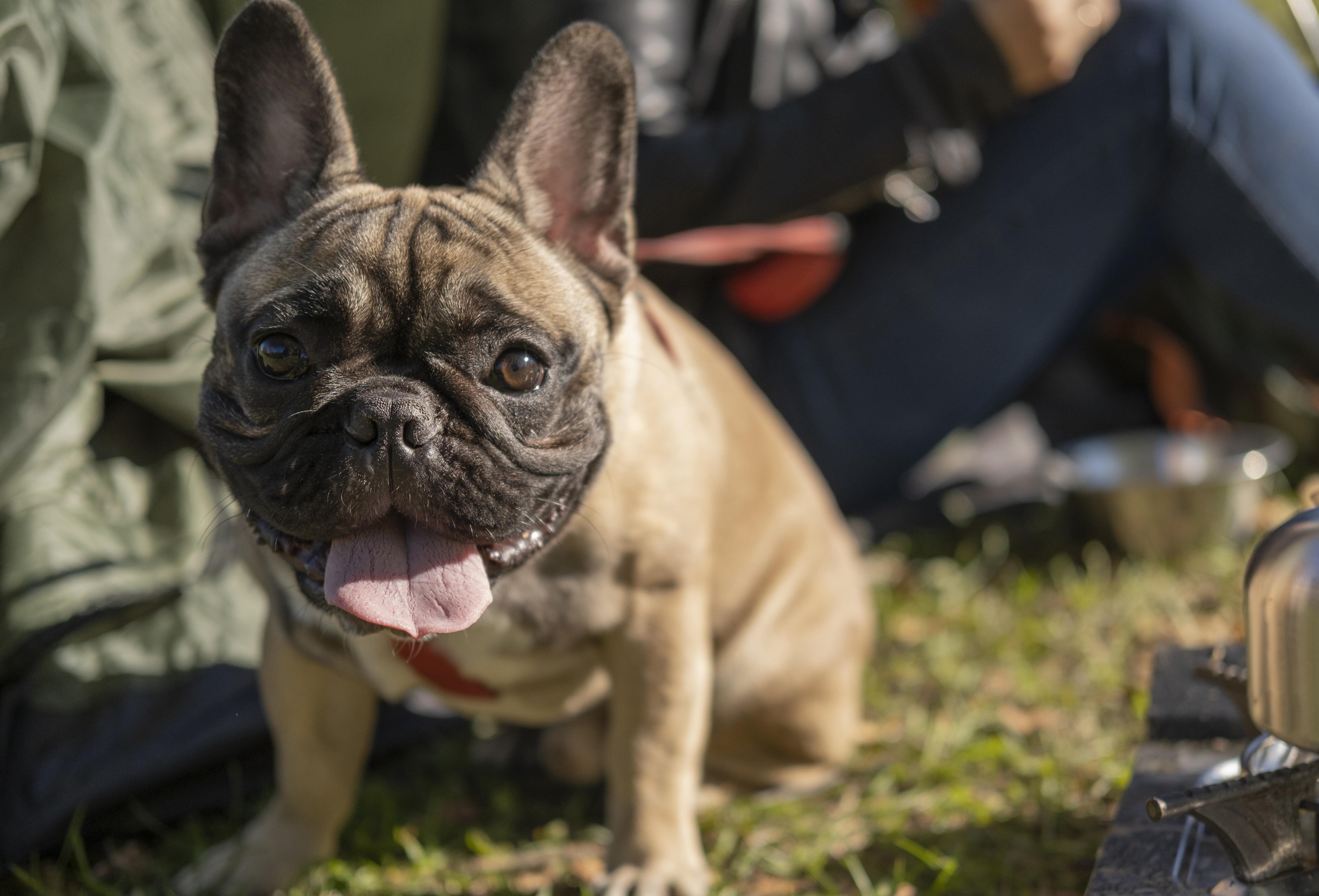 犬が歩きすぎている時のサインは？
