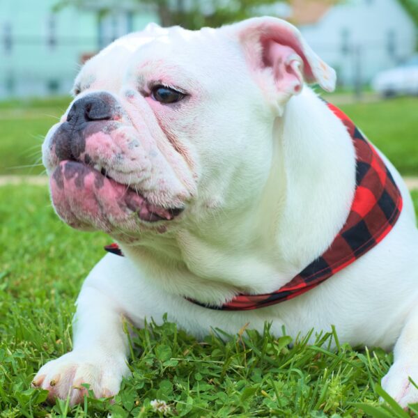 フレンチブルドッグは花粉症になる？