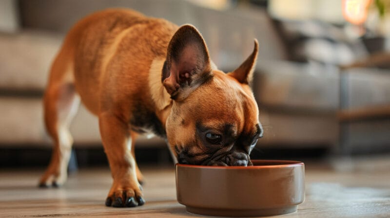 フレンチブルドッグに最適なドッグフードの選び方｜愛犬の皮膚とお腹を守る4つの鉄則