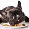 フレンチブルドッグは早食いしやすい？対策は？