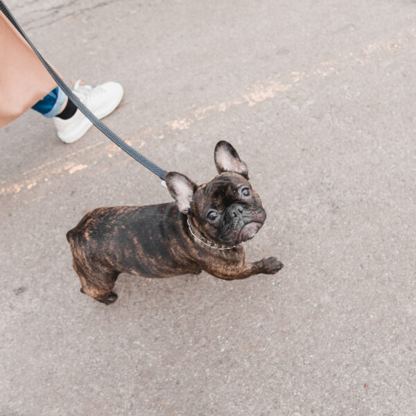 いつも同じ散歩コースだと飽きる?